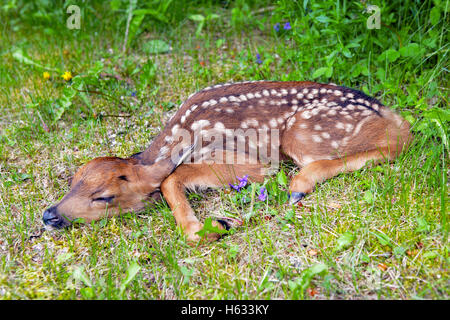 Nero-tail Deer Fawn,un giorno il vecchio, appoggiato in erba Foto Stock