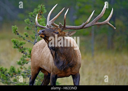 Bull Elk con enormi corna permanente al bordo della foresta Foto Stock