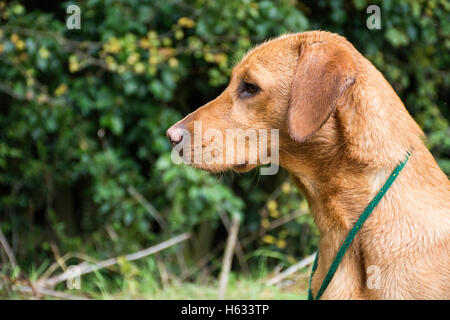 Soggy red fox labrador Foto Stock