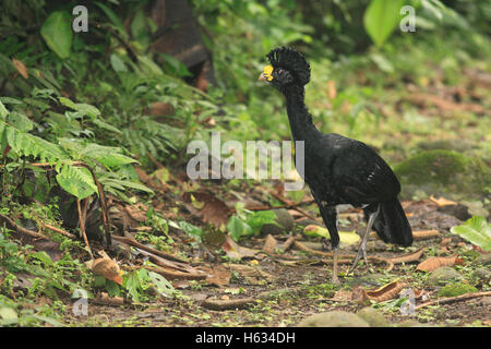 Voce maschile Hocco messicano (Crax rubra) nella foresta pluviale, la Selva La Stazione Biologica, Costa Rica. Foto Stock