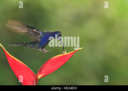 Voce maschile Violet Sabrewing Hummingbird (largipennis hemileucurus) alimentazione su heliconia. Cloudforest, cascata giardini, Costa Rica. Foto Stock