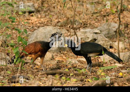 Maschi e femmine di Hocco messicano (Crax rubra) in tropicale foresta secca. Palo Verde National Park, Guanacaste in Costa Rica. Foto Stock