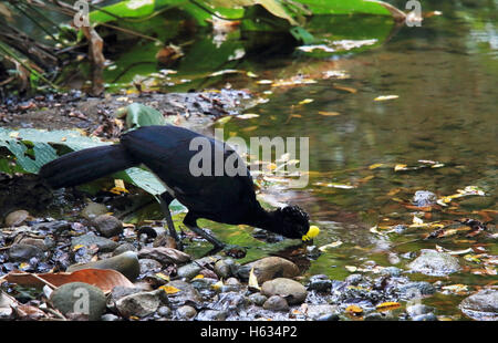 Voce maschile Hocco messicano (Crax rubra) bere dal flusso della foresta pluviale. Sirena, Parco Nazionale di Corcovado; Osa Peninsula; Costa Rica. Foto Stock