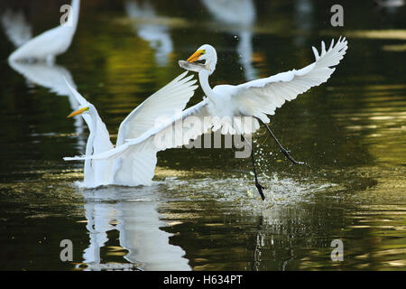 Airone bianco maggiore (Ardea alba) pescare un pesce in un flusso in Guanacaste in Costa Rica, America centrale. Foto Stock