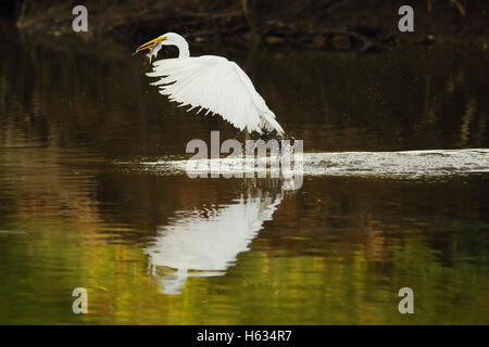 Airone bianco maggiore (Ardea alba) pescare un pesce in un flusso in Guanacaste in Costa Rica, America centrale. Foto Stock