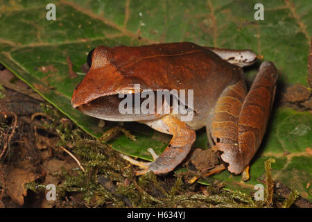 Imita la pioggia (Rana Eleutherodactylus mimus) presso la Selva La Stazione Biologica, la pendenza dei Caraibi, Costa Rica. Foto Stock