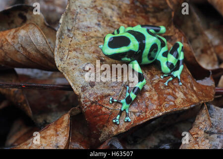 Verde e nero poison dart (rana Dendrobates auratus) nella foresta pluviale di montagna vicino a Puerto Viejo, sud dei Caraibi, Costa Rica Foto Stock