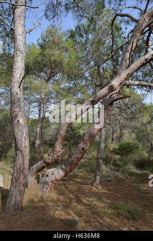 Calabrese o bagno turco di alberi di pino - Pinus brutia Pegeia foresta, Cipro Foto Stock