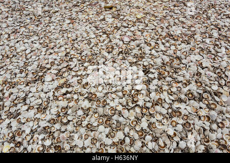 Pila di gusci di ostriche Foto Stock