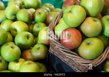 Mele sul display nel lato Southwell ministro durante la Bramley apple festival. Il primo Bramley melo è stato coltivato nelle vicinanze. Foto Stock