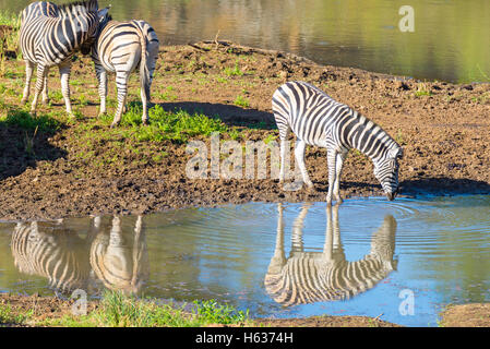 Mandria di zebre di bere dal fiume Shingwedzi nel Parco Nazionale di Kruger, importante meta di viaggio in Sud Africa. Foto Stock