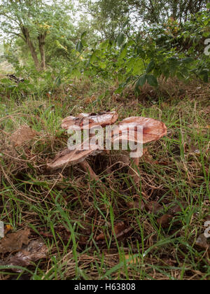 Amanita rubescens crescente sotto la quercia e betulle in grado heath in Norolk. Carne arrossisce rosa quando danneggiato. Spore bianco prin Foto Stock