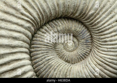 Ammonita fossil montato su una parete a Lyme Regis, Dorset. Foto Stock