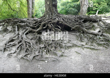 Esposti radici di albero su una collina nel South Downs National Park vicino a Steyning, West Sussex. Foto Stock