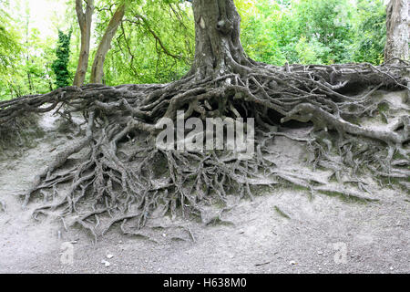 Esposti radici di albero su una collina nel South Downs National Park vicino a Steyning, West Sussex. Foto Stock