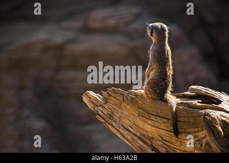 Sentry Meerkat (Suricata suricatta) continua a guardare Foto Stock