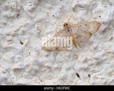 Patania ruralis aka Pleuroptya ruralis. Madreperla moth. Foto Stock