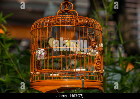 Gli uccelli in gabbie appese al Bird Garden e il mercato di Yuen Po Street a Hong Kong - 10 Foto Stock