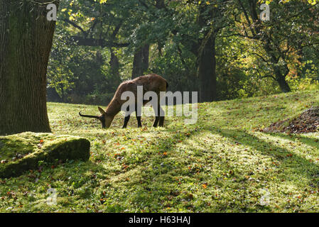 Camoscio dei Pirenei, Rupicapra pyrenaica, è una capra antelope che vive nei Pirenei, Cantabrici e montagna appenninica Foto Stock