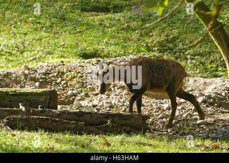 Camoscio dei Pirenei, Rupicapra pyrenaica, è una capra antelope che vive nei Pirenei, Cantabrici e montagna appenninica Foto Stock