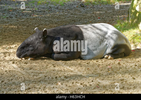 : La malese tapiro (Tapirus indicus), chiamato anche il tapiro asiatico, è la più grande delle cinque specie di tapiro e il solo nativ Foto Stock
