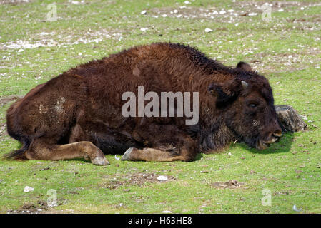 Legno (Bison bison bison athabascae) o una montagna bison (spesso chiamato wood buffalo o bufalo di montagna). Foto Stock