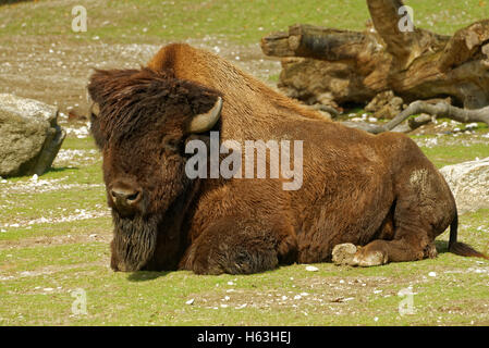 Legno (Bison bison bison athabascae) o una montagna bison (spesso chiamato wood buffalo o bufalo di montagna). Foto Stock