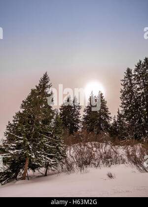 Sun andando verso il basso tra alberi coperti di neve Foto Stock