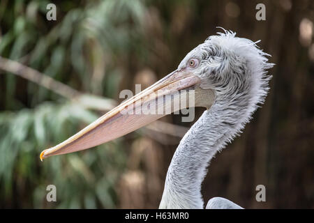 Ritratto laterale di un pellicano dalmata (Pelecanus crispus). Foto Stock