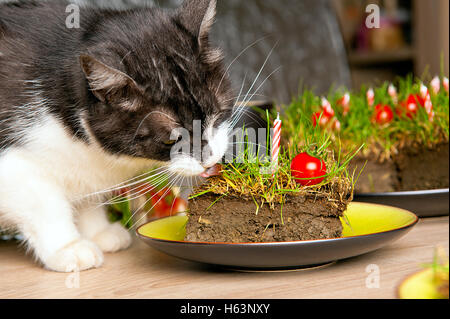 cani compleanno festa. torta per animale domestico fatto di biscotti nel  forma di carne ossa. carino cane indossare festa cappello a tavolo con  delizioso compleanno torta 26844493 Stock Photo su Vecteezy