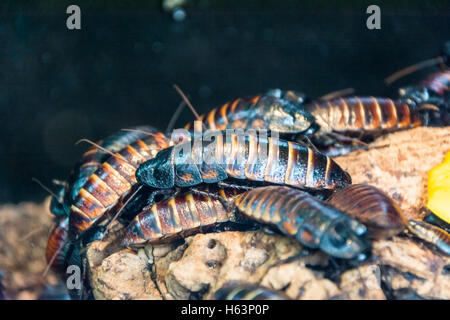 Colonia del Madagascar scarafaggi sibilante (Gromphadorhina portentosa) Foto Stock