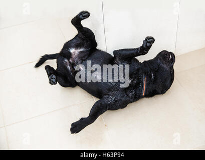 Molto felice cane bagnato in rotolamento sulla sua schiena, capovolto nella delizia su piastrelle bianche contro un bianco muro piastrellato. Egli è un nero Staffo Foto Stock