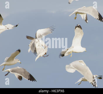 Gabbiani(Larus canus) combattimenti in volo. Foto Stock