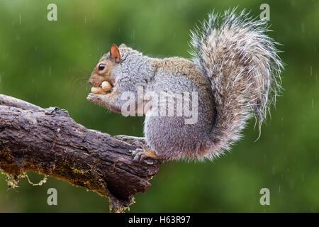 Scoiattolo grigio (Sciurus carolinensis) in caso di pioggia Foto Stock