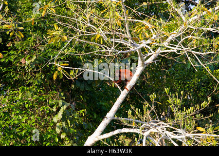 Red scimmia urlatrice nella struttura ad albero Foto Stock