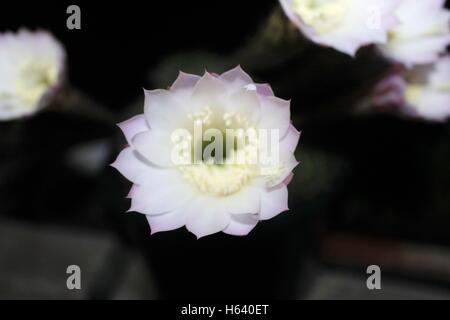 Fiori bianchi di Mirabilis Jalapa della notte Foto Stock