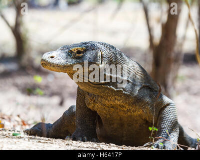 Drago di Komodo (Varanus komodoensis). Foto Stock