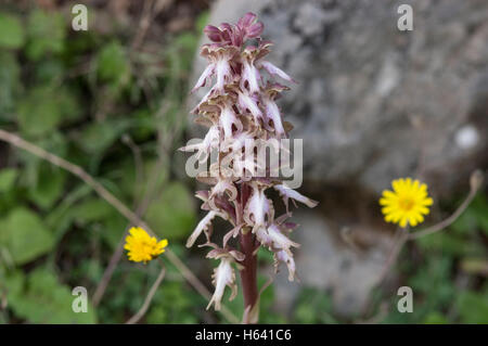 Giant orchid Barlia robertiana crescendo in prato Creta, Grecia, Europa Foto Stock