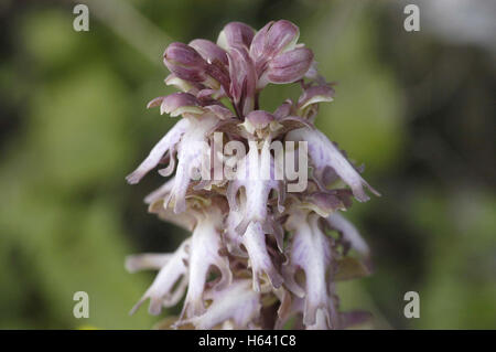 Giant orchid Barlia robertiana crescendo in prato Creta, Grecia, Europa Foto Stock