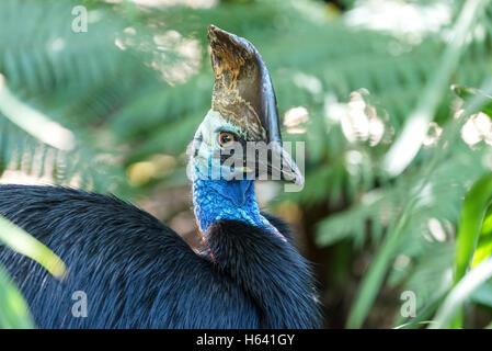 Casuario meridionale Foto Stock
