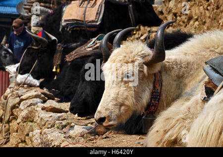 Yak resto nella periferia di Namche Bazaar, Solukhumbu, Nepal Foto Stock