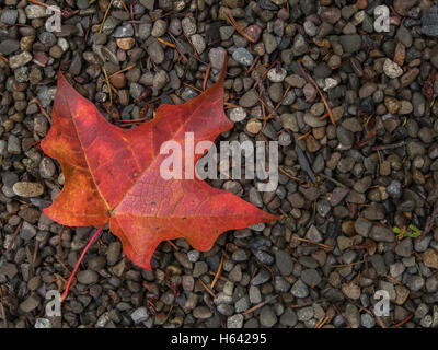 Un unico red maple leaf su letto di ghiaia nella parte inferiore sinistra del telaio shot dal di sopra Foto Stock