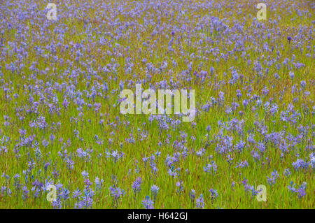 Camas (Camassia quamash) campo, West Eugene zone umide, Eugene, Oregon Foto Stock