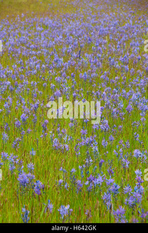 Camas (Camassia quamash) campo, West Eugene zone umide, Eugene, Oregon Foto Stock