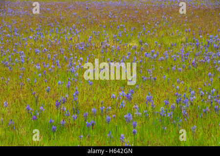 Camas (Camassia quamash) campo, West Eugene zone umide, Eugene, Oregon Foto Stock