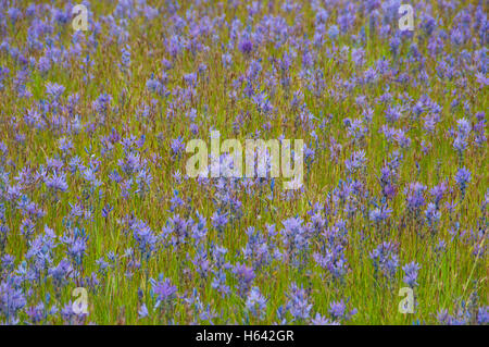 Camas (Camassia quamash) campo, West Eugene zone umide, Eugene, Oregon Foto Stock