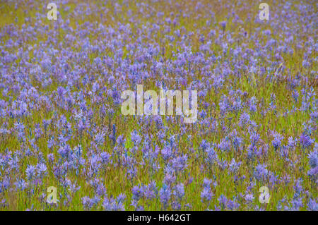 Camas (Camassia quamash) campo, West Eugene zone umide, Eugene, Oregon Foto Stock