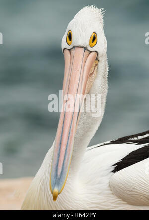 Australian Pelican ritratto Foto Stock
