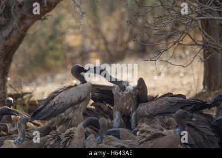 White-backed grifone (Gyps africanus) su un capo buffalo carcassa Foto Stock