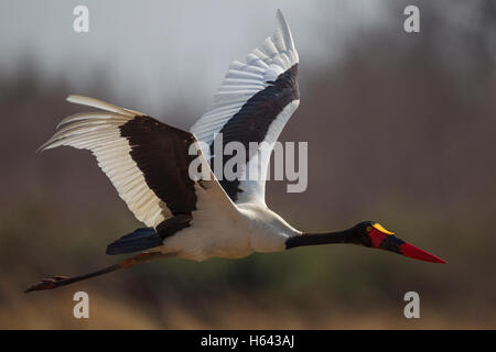 Una sella-fatturati stork (Ephippiorhynchus senegalensis) in volo Foto Stock
